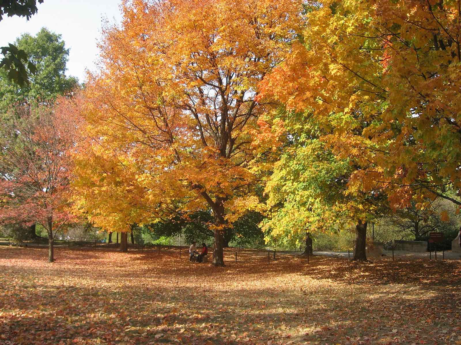Campus in autumn